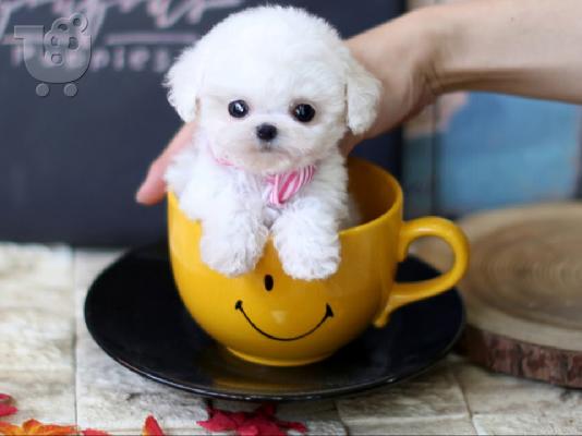 Καθαρόαιμα κουτάβια Toy Poodle